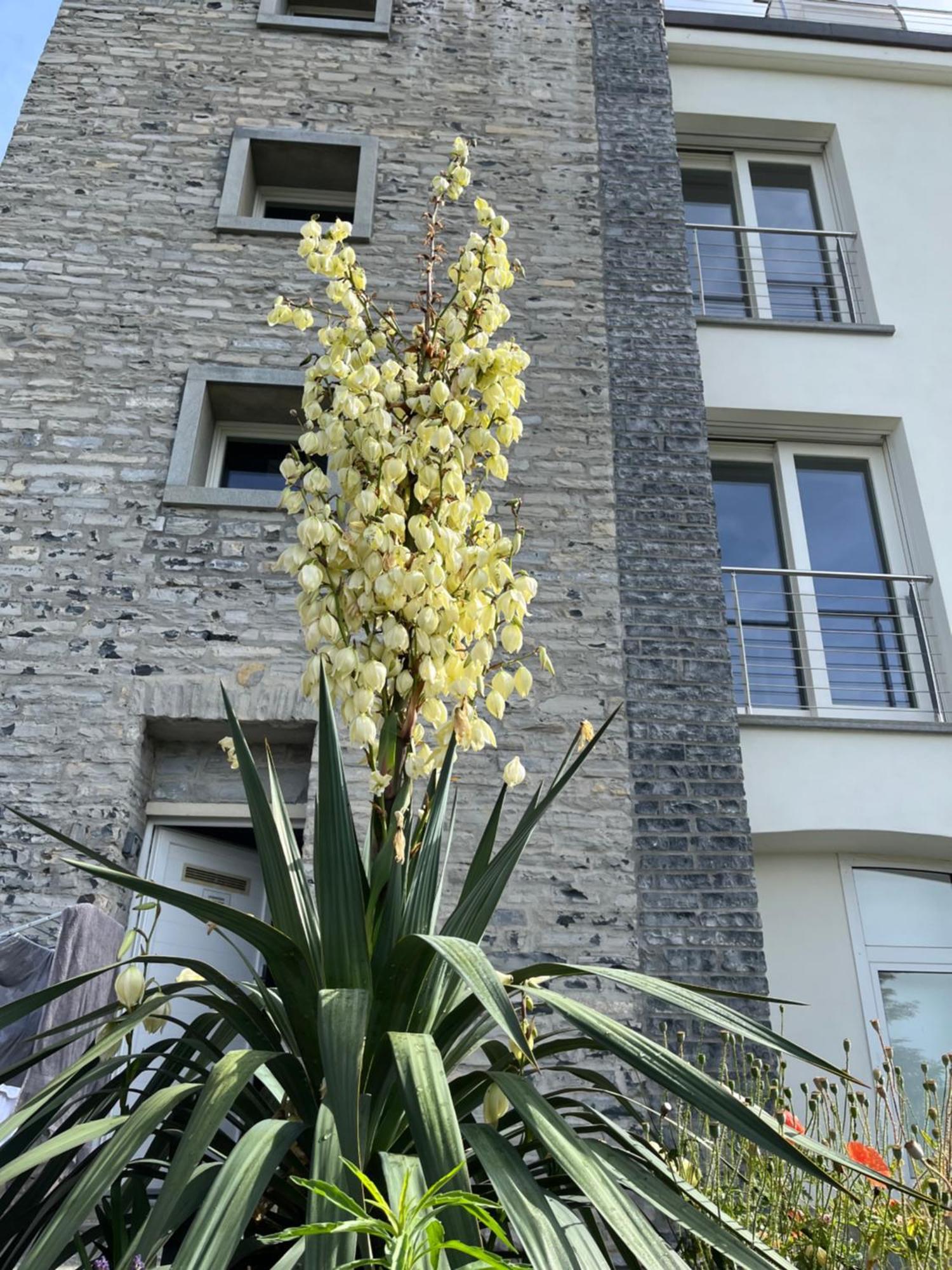 Penthouse - Villa Cardano Como Kültér fotó